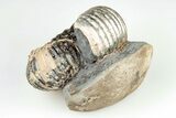 Rare, Scaphites Heteromorph Ammonite - Kansas #197369-3